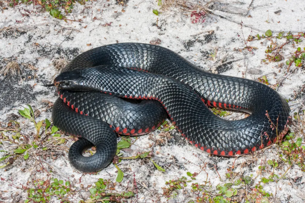 Red-bellied-black-snake-8