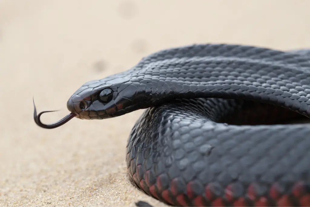Red-bellied-black-snake-9