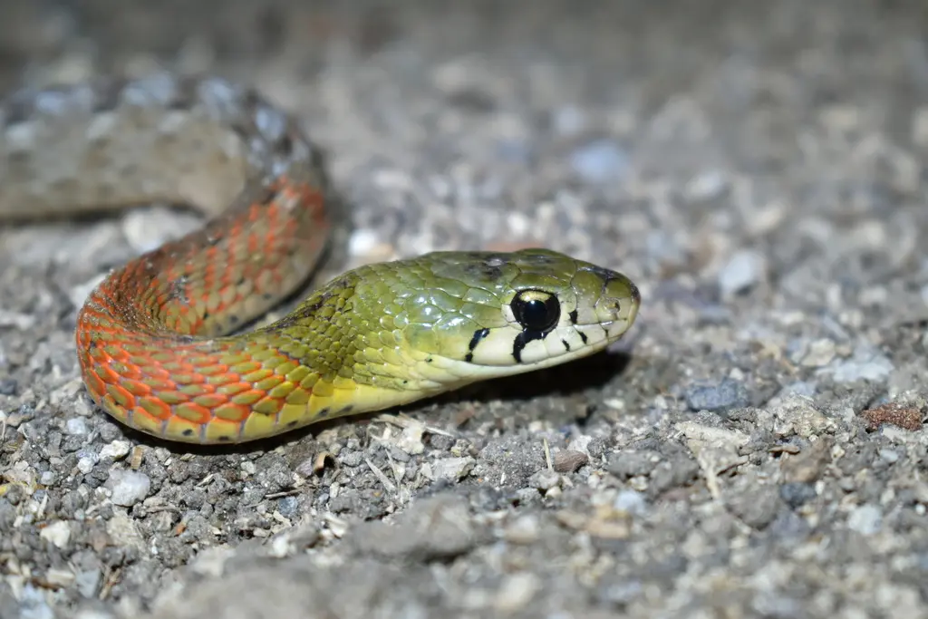 Red-necked-keelback-1