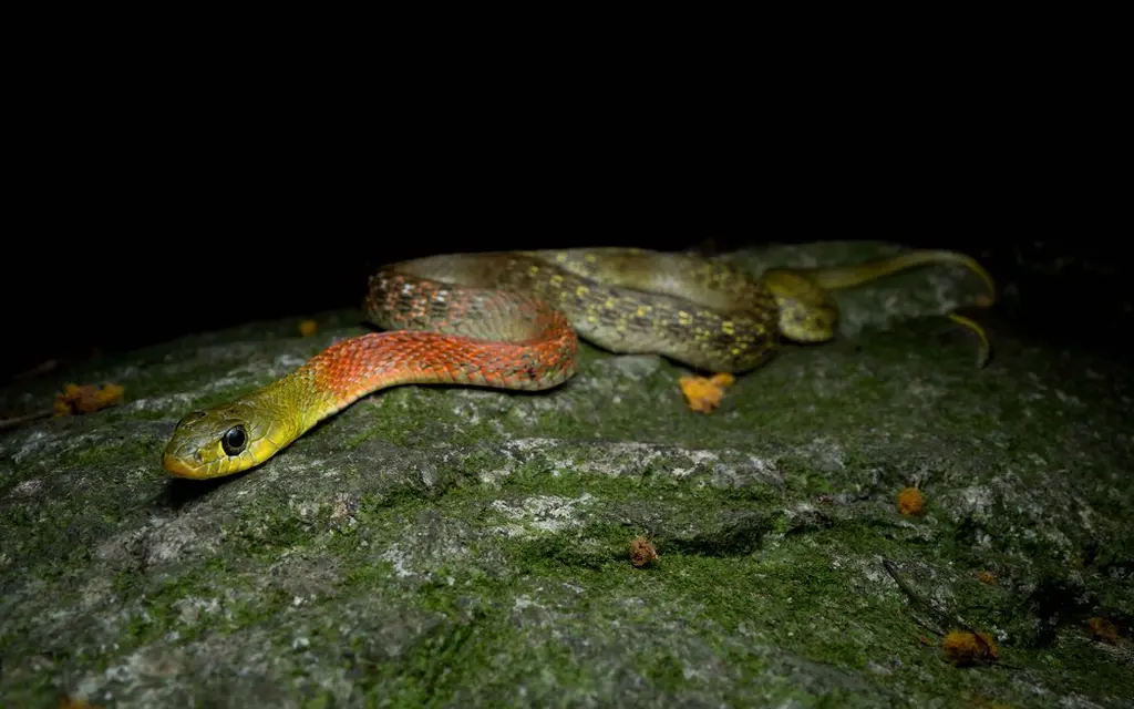 Red-necked-keelback-10