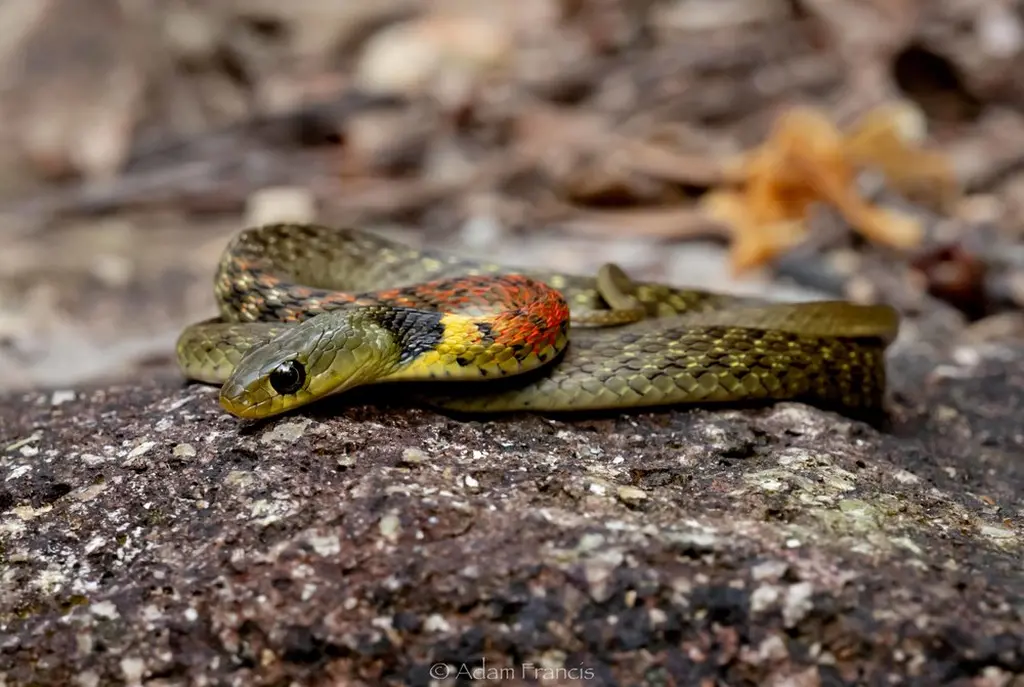 Red-necked-keelback-2