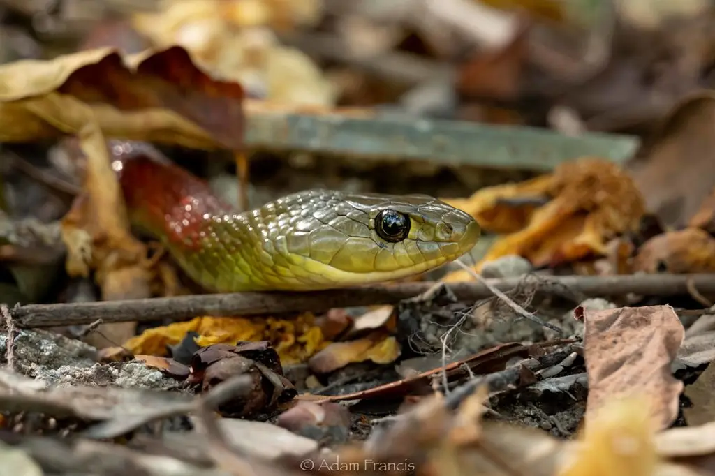 Red-necked-keelback-3