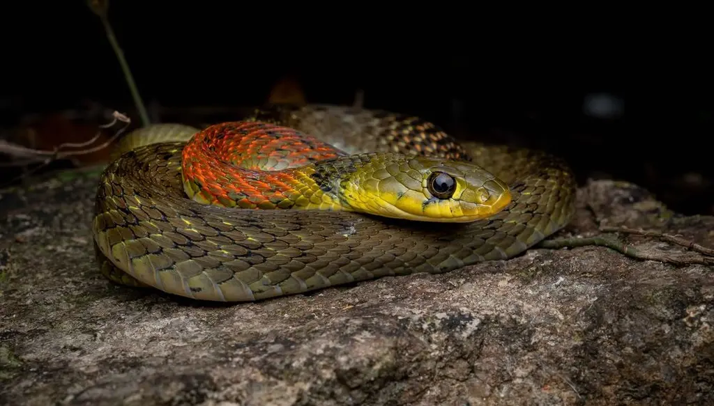 Red-necked-keelback-4