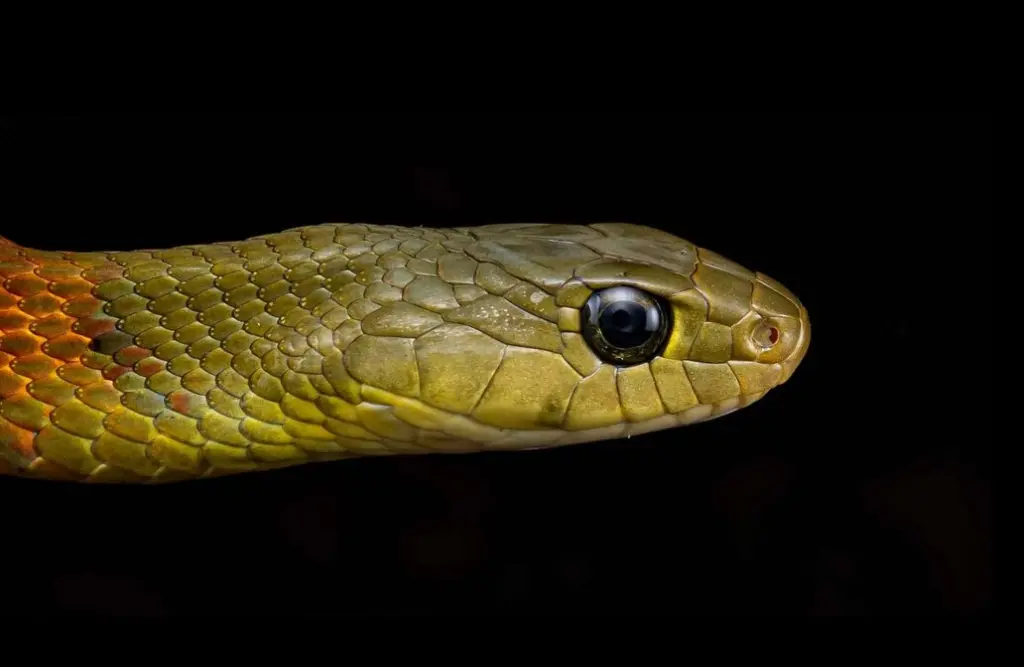 Red-necked-keelback-5