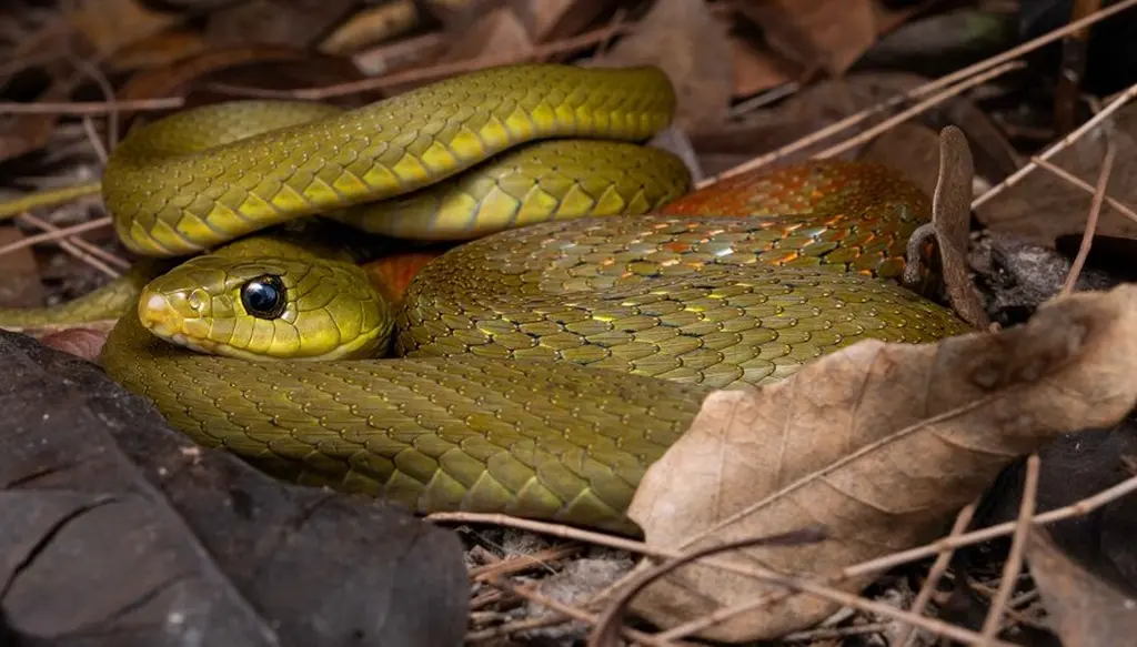 Red-necked-keelback-6