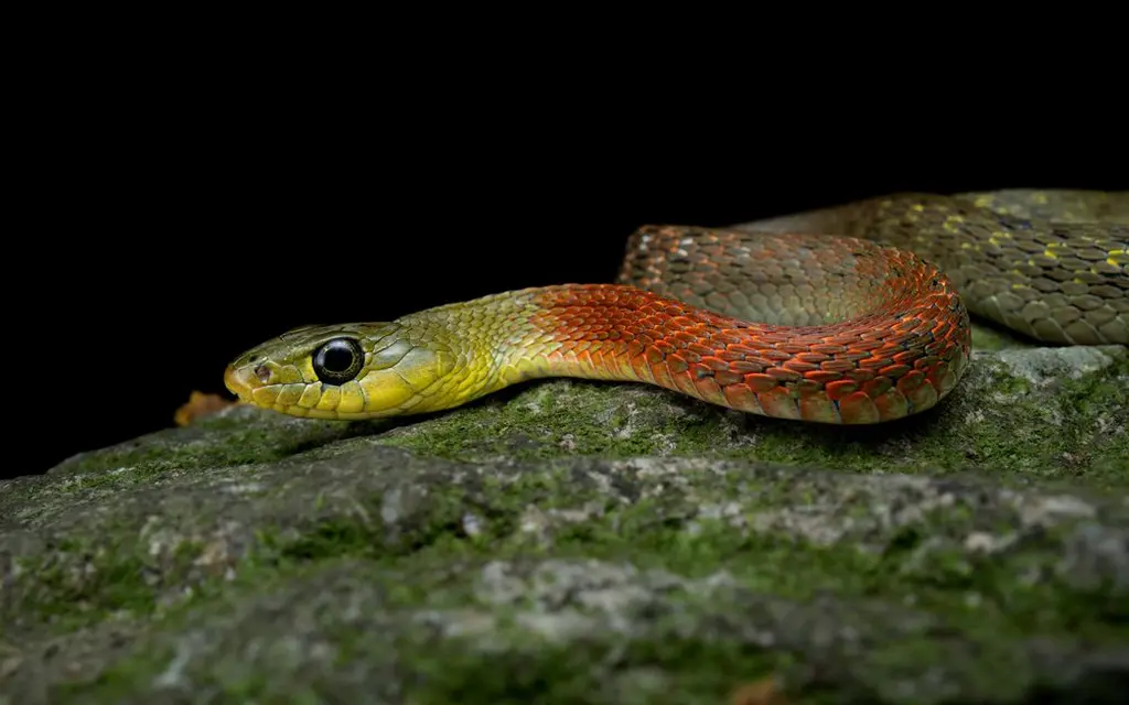 Red-necked-keelback-7