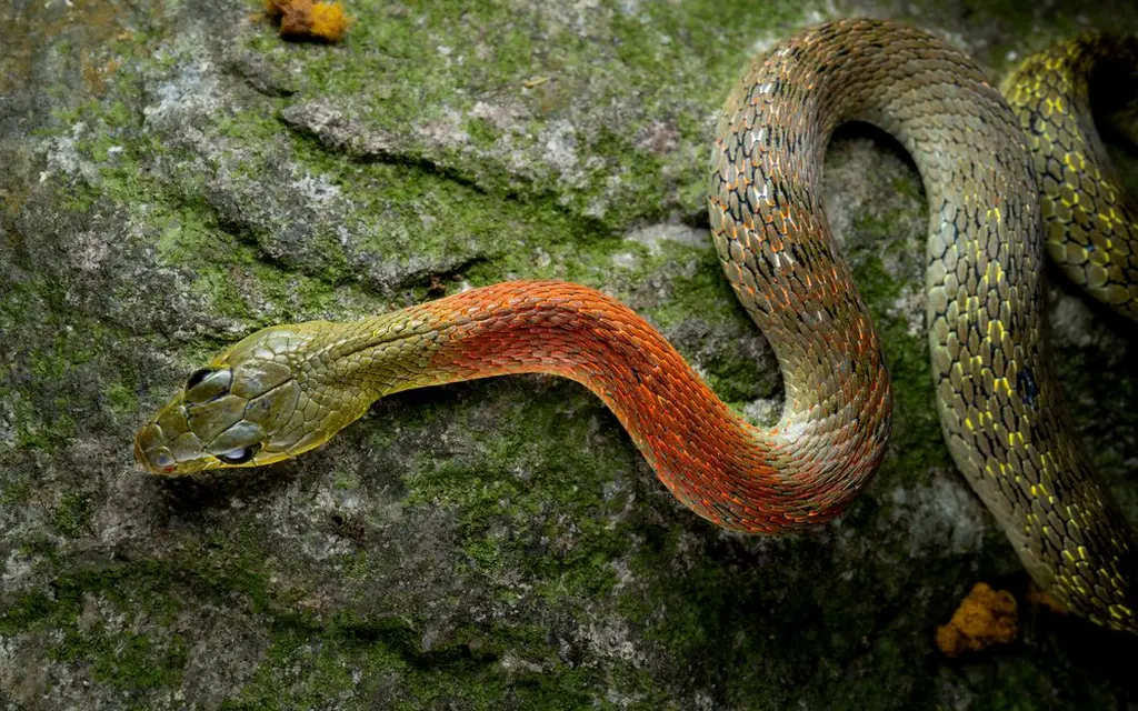 Red-necked-keelback-8