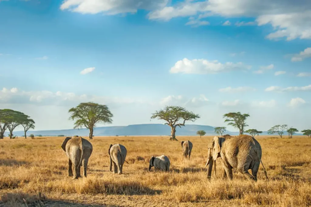 Serengeti National Park 1