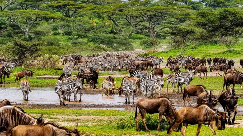 Serengeti National Park 16