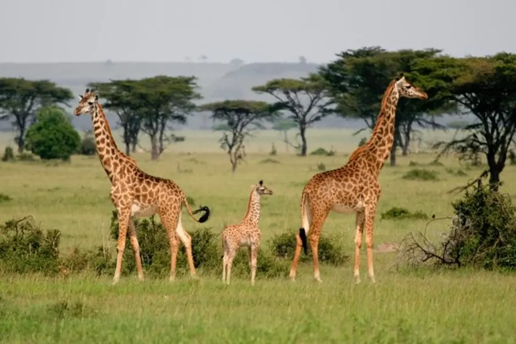 Serengeti National Park 18