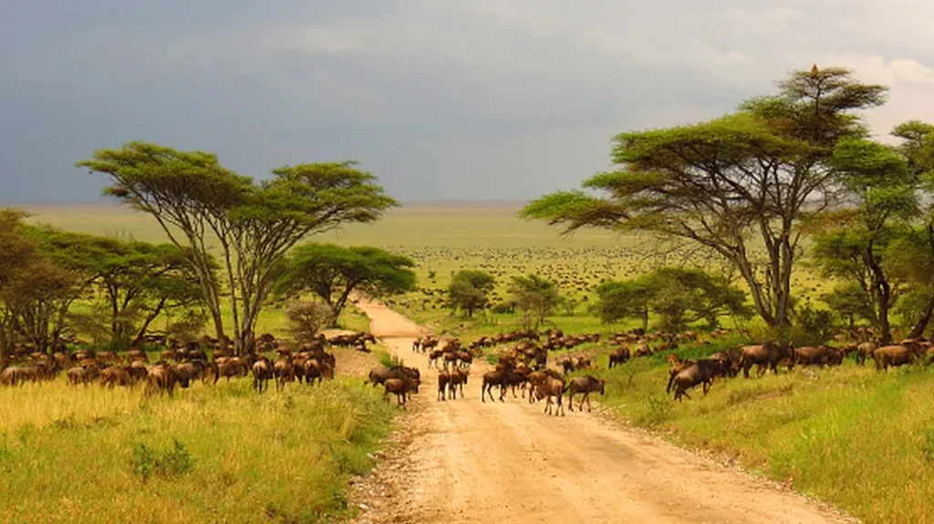 Serengeti National Park 23