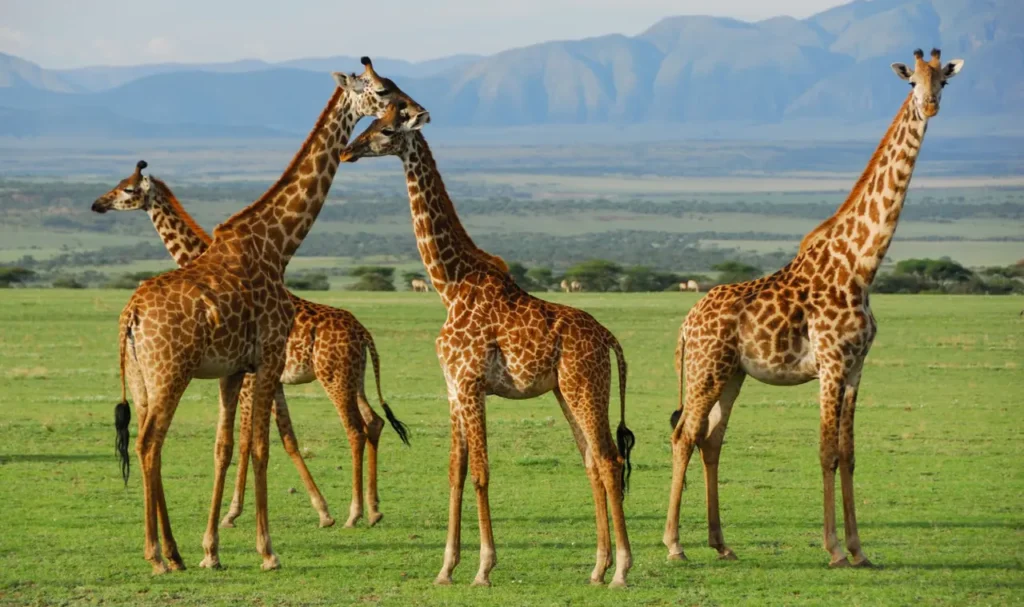 Serengeti National Park 3-1