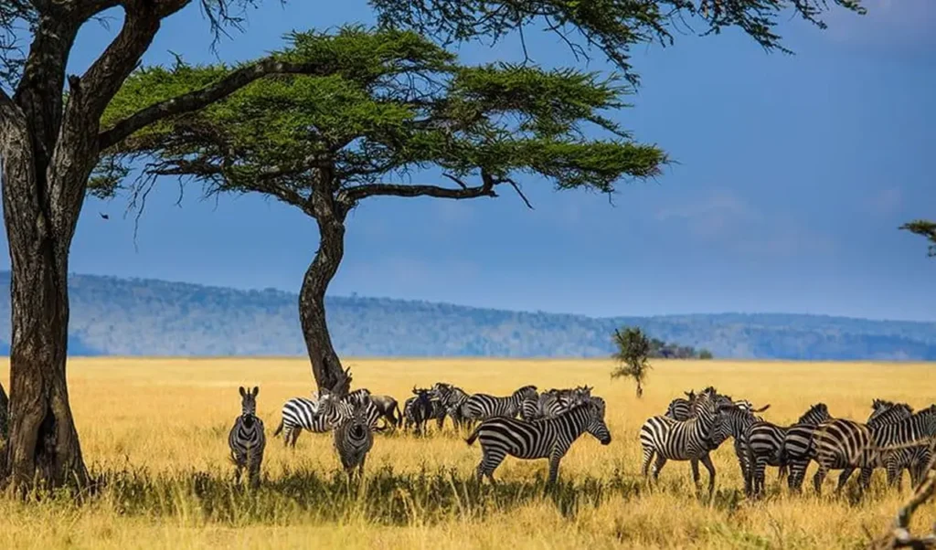 Serengeti National Park 3