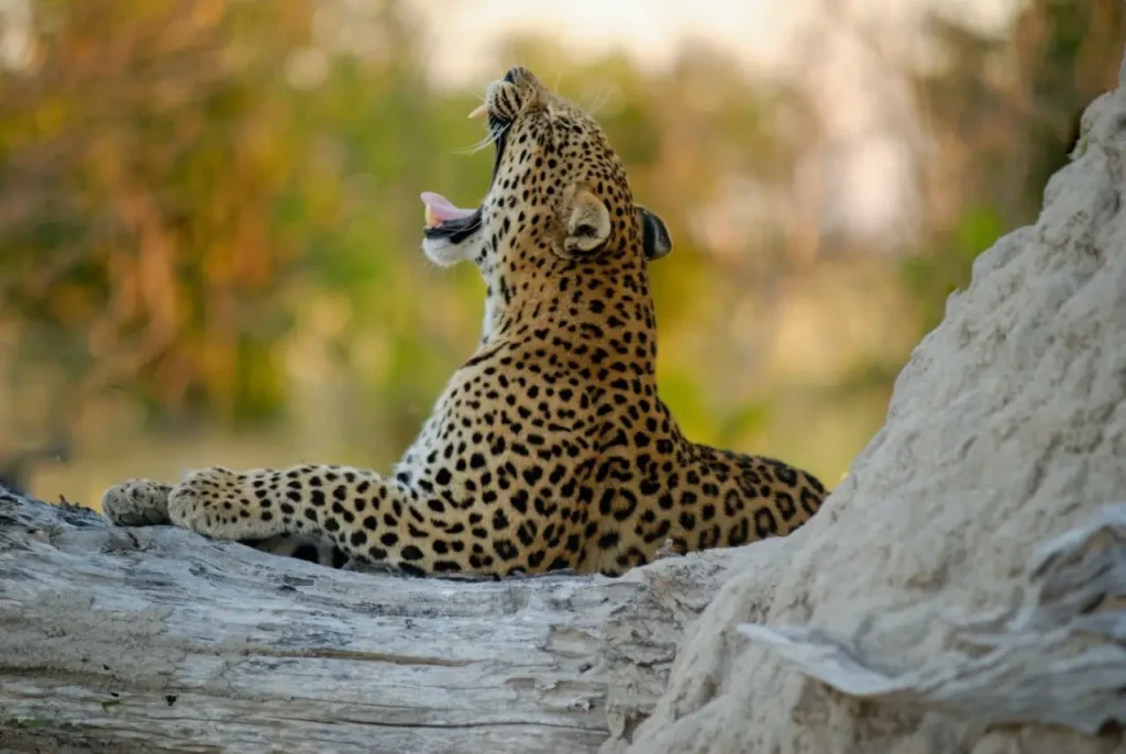 Serengeti National Park 3-4