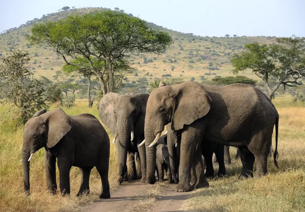 Serengeti National Park 3-6