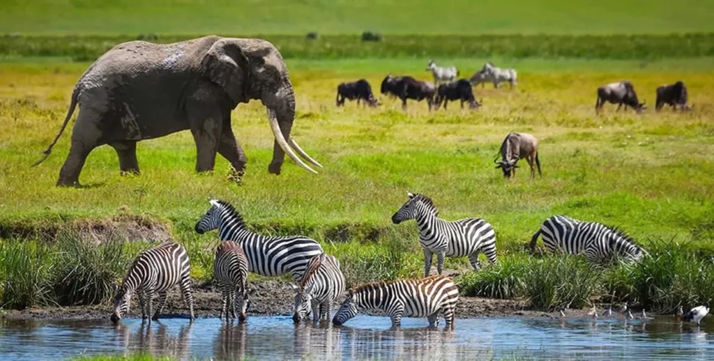 Serengeti National Park 3-7