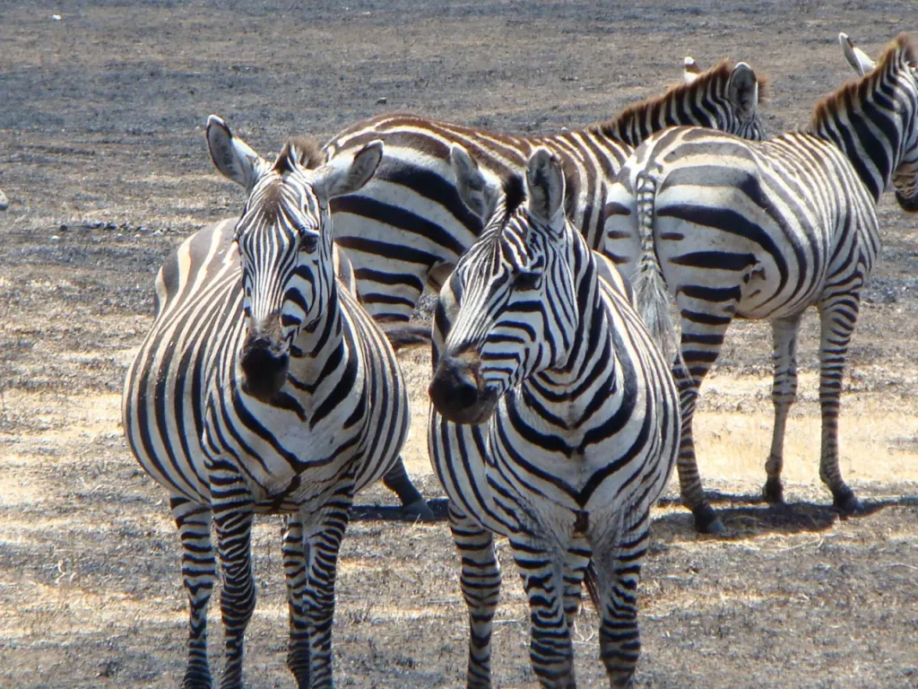 Serengeti National Park 3-9