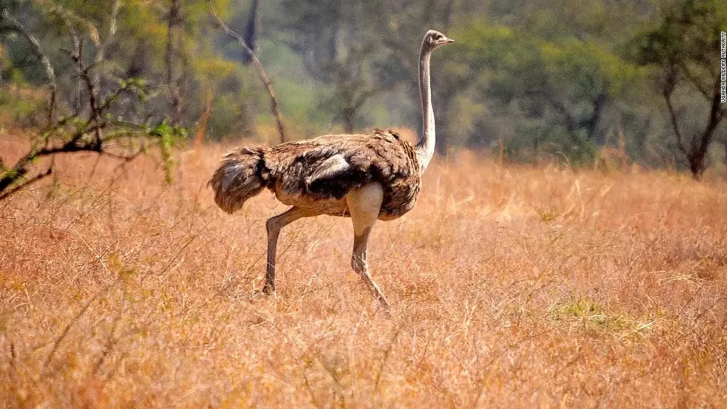 Serengeti National Park 5-3