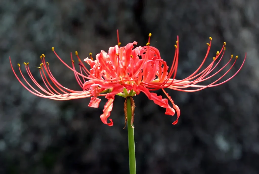 Spider Lily Flower 2