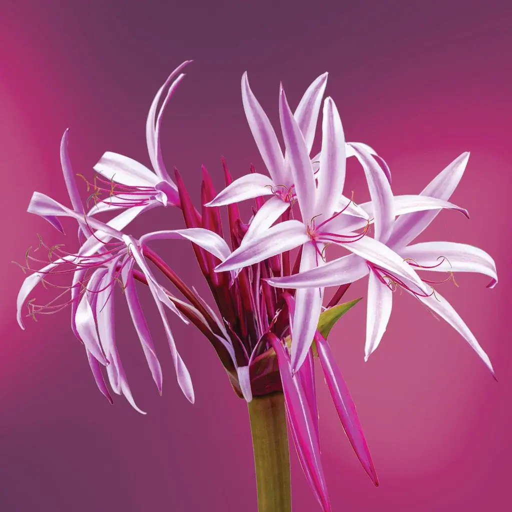 Spider Lily Flower 6