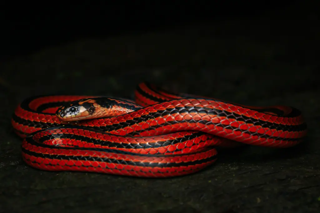 Striped-coral-snake-2