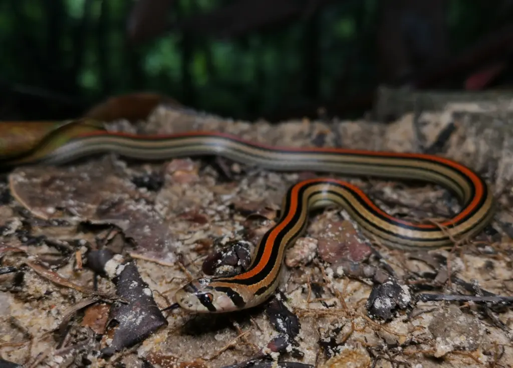 Striped-kukri-snake-11