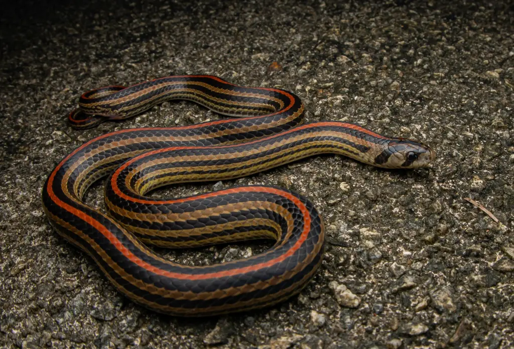 Striped-kukri-snake-13