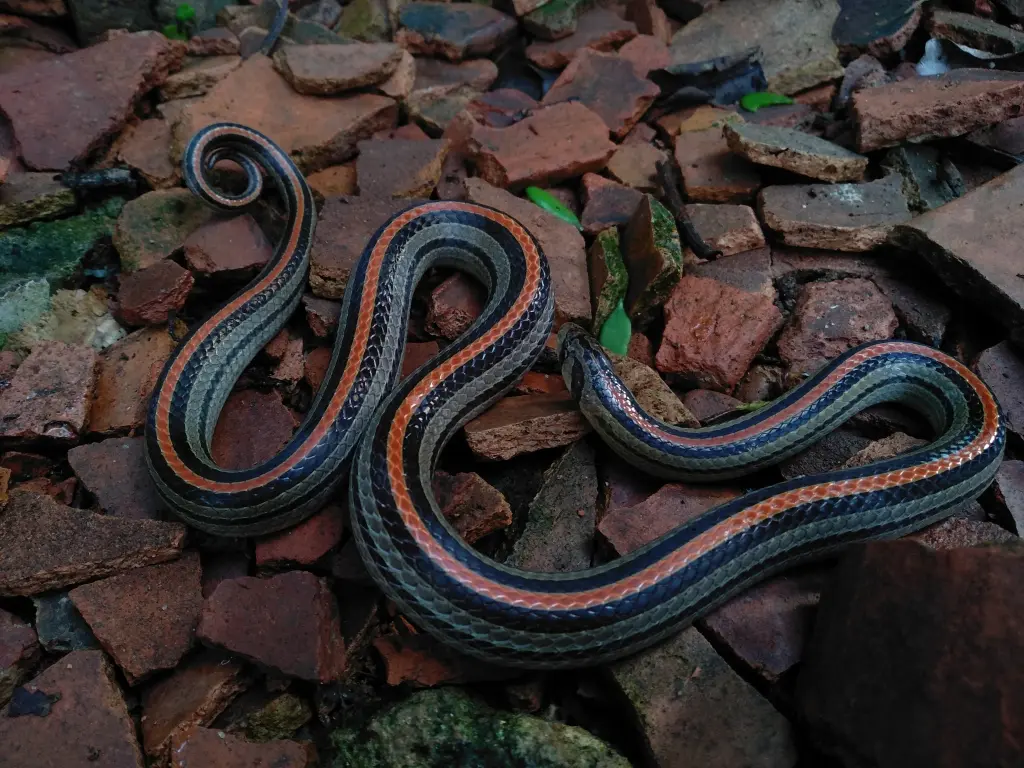Striped-kukri-snake-7
