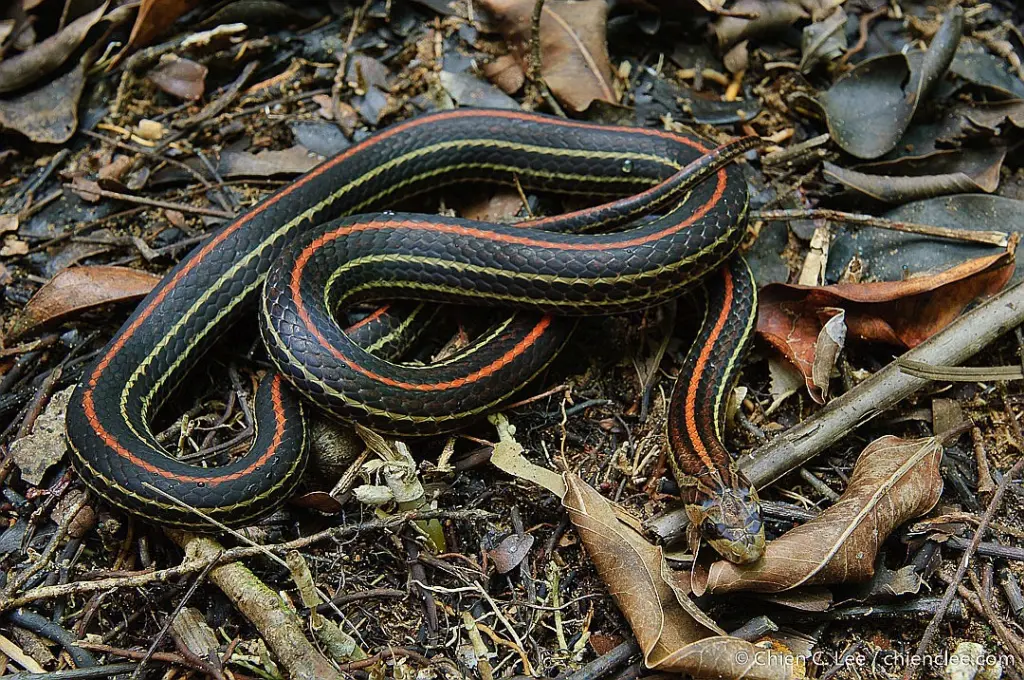 Striped-kukri-snake-9