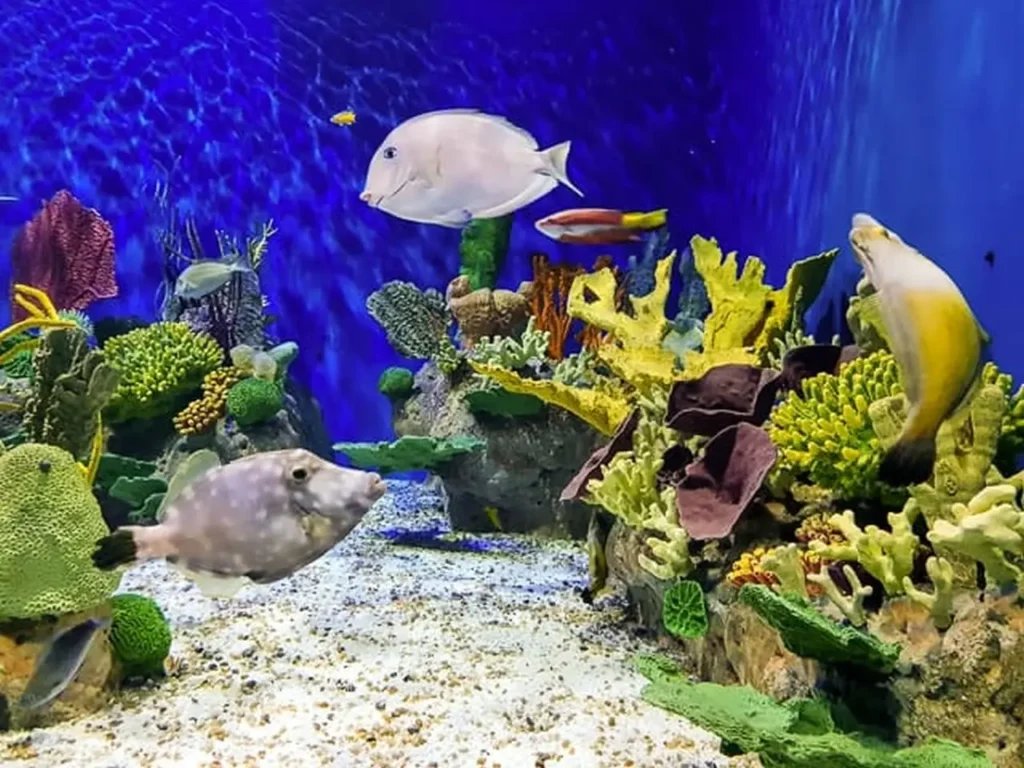 The Famous And Interesting Aquariums 25
