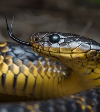 Tiger-snake-1