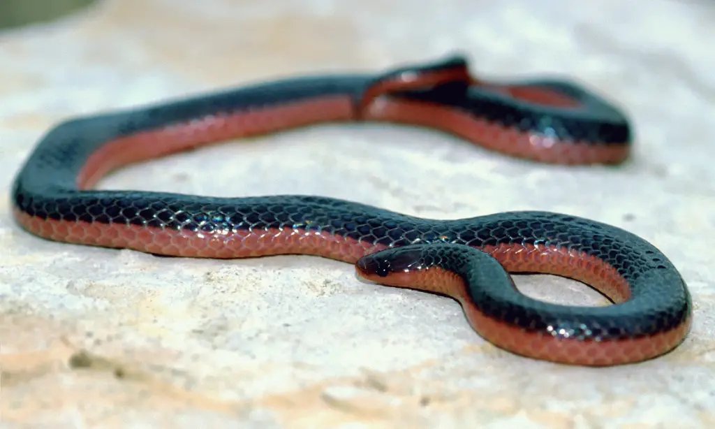 Western-worm-snake-23
