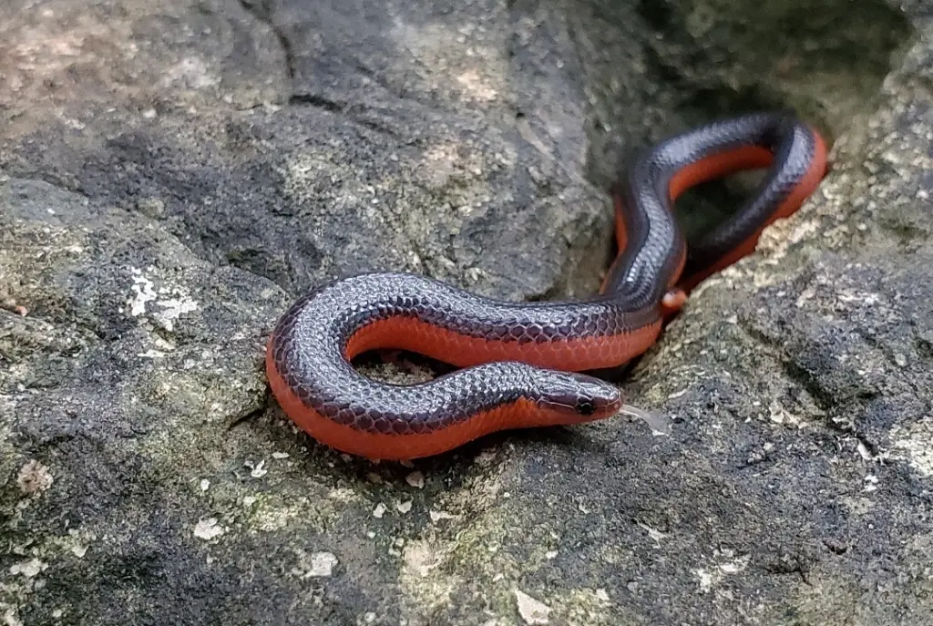 Western-worm-snake-5