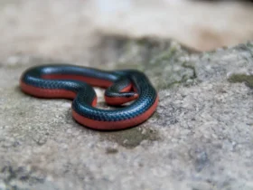 Western-worm-snake-6