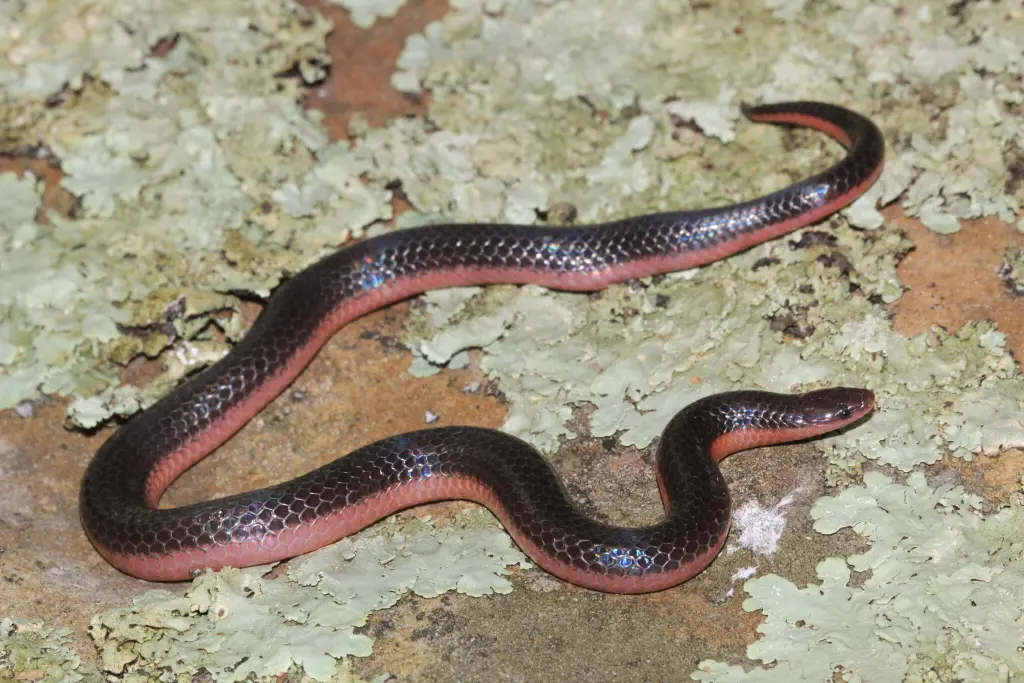 Western-worm-snake-9