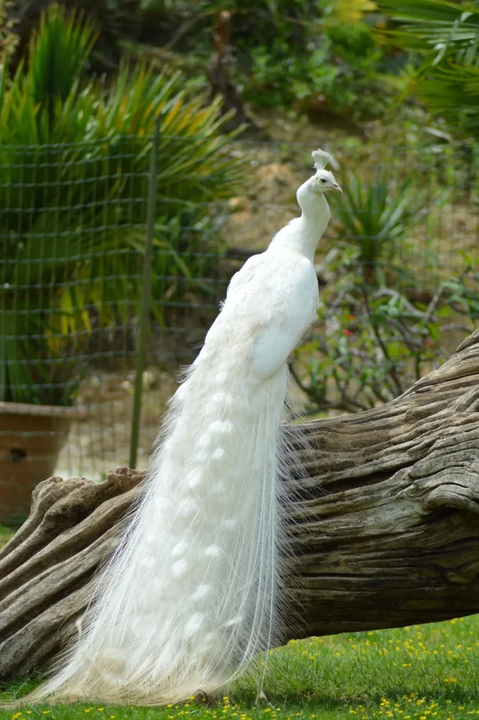 White Peacock 12