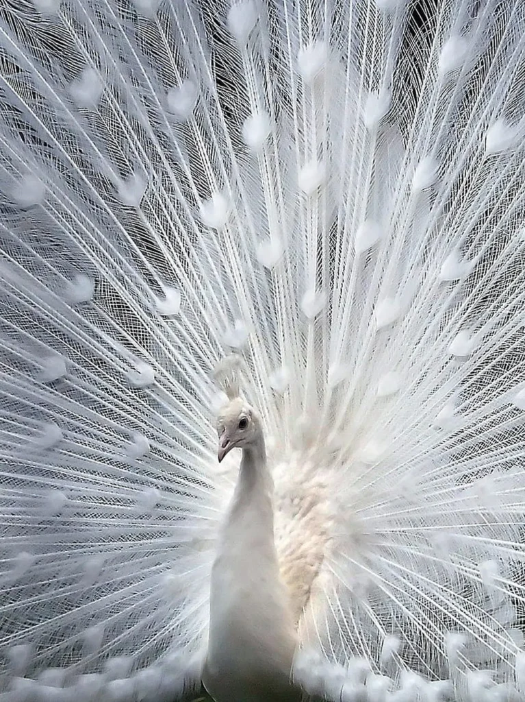 White Peacock 13