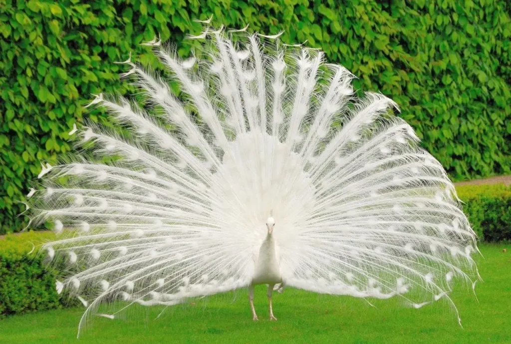White Peacock 14