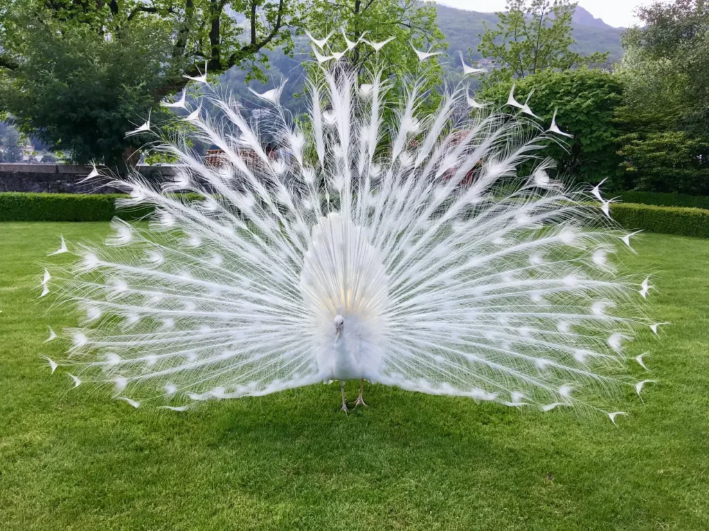 White Peacock 15