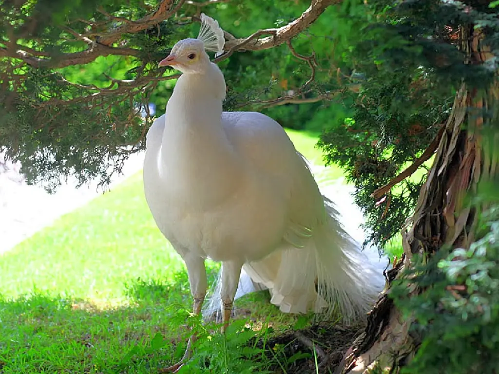 White Peacock 16
