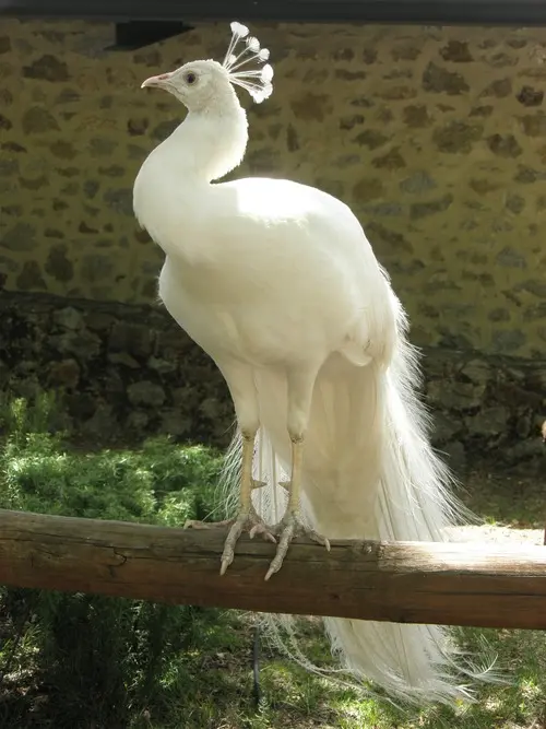 White Peacock 21