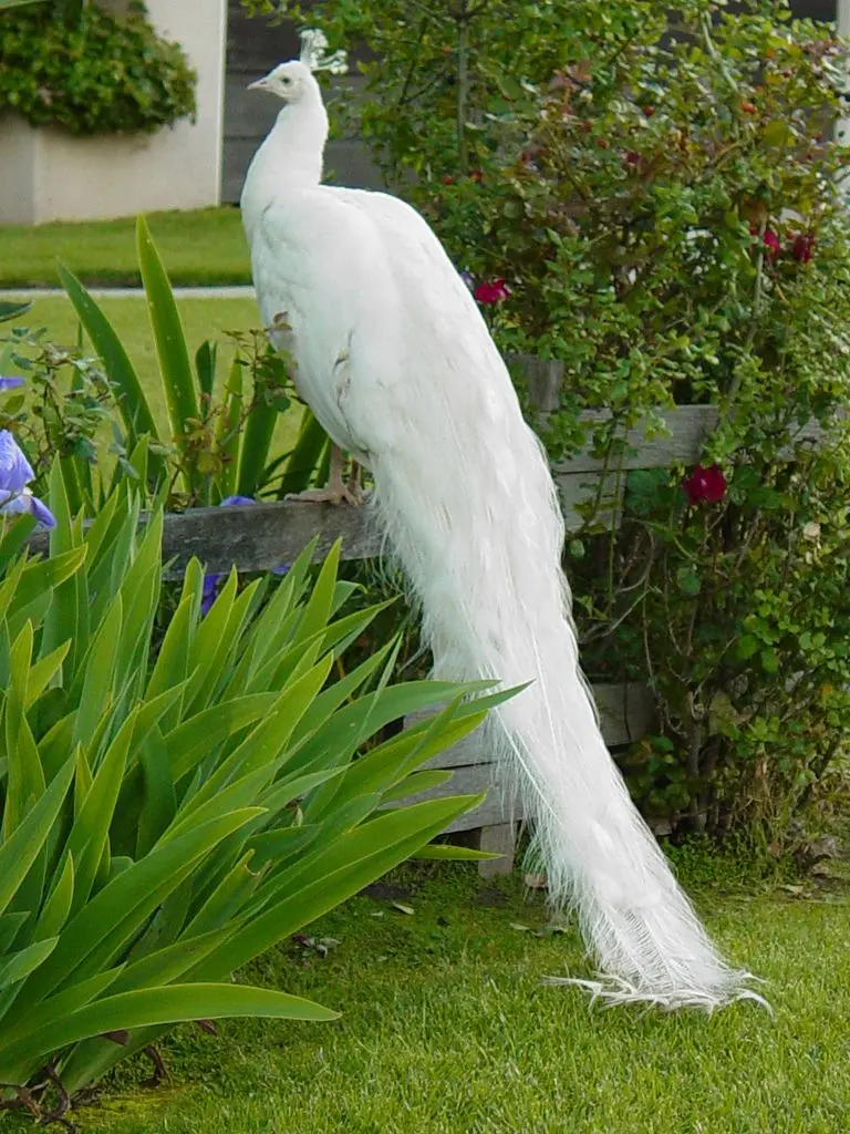 White Peacock 22