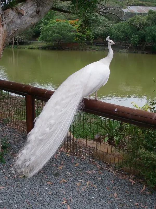 White Peacock 23