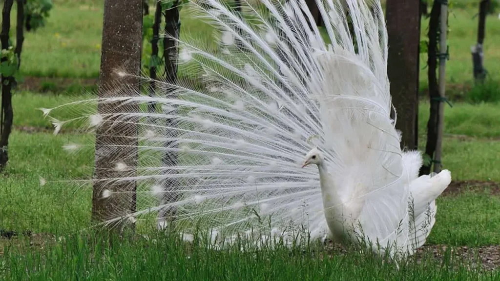 White Peacock 25