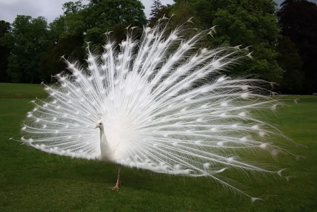 White Peacock 5