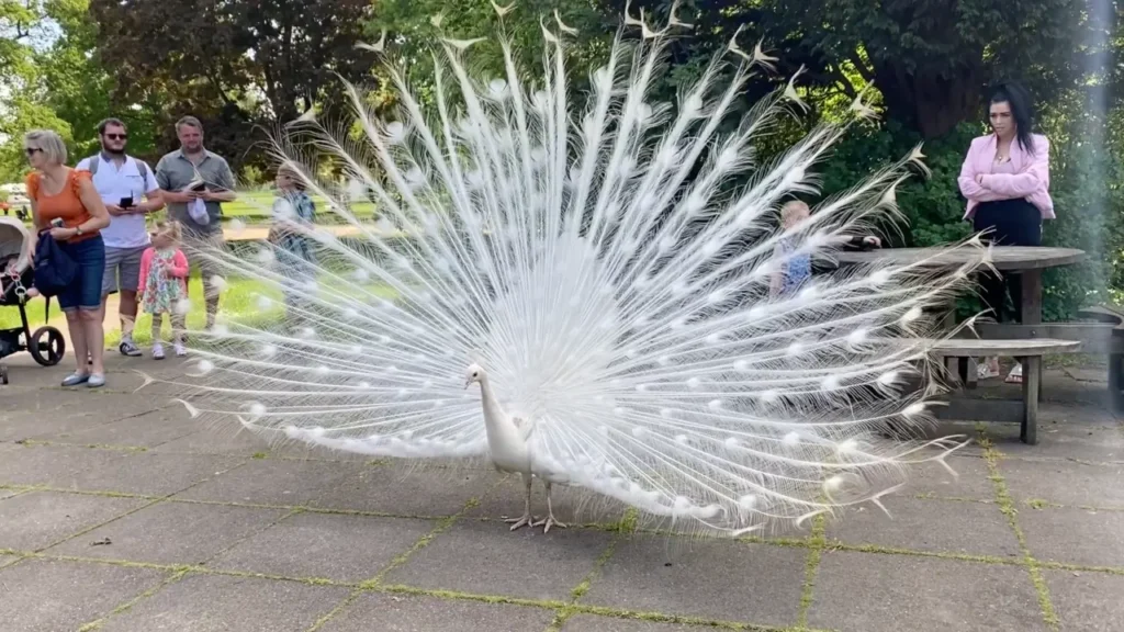 White Peacock 6