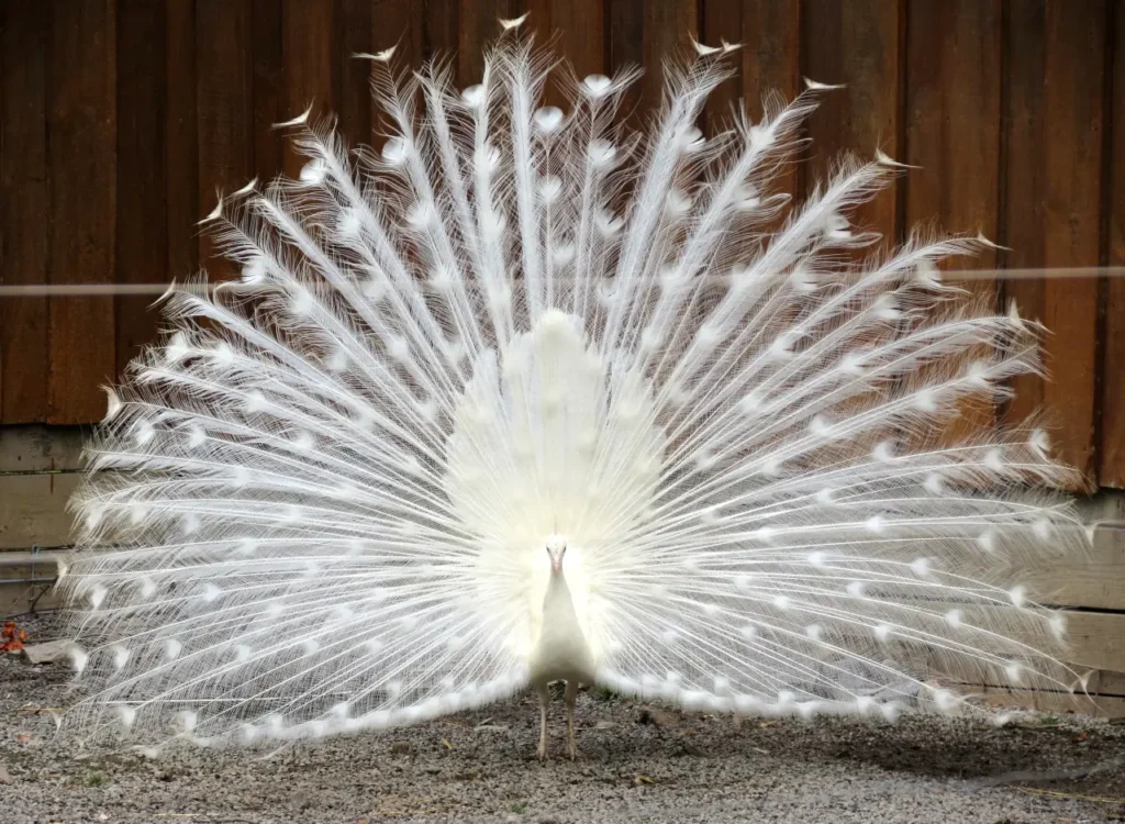 White Peacock 7