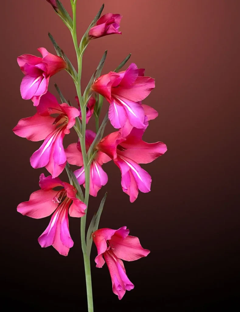 Wild Gladiolus 1