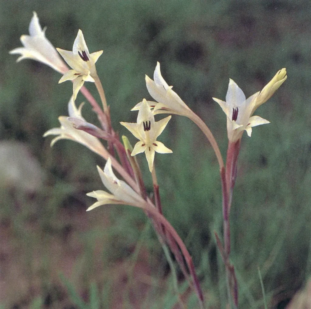 Wild Gladiolus 3