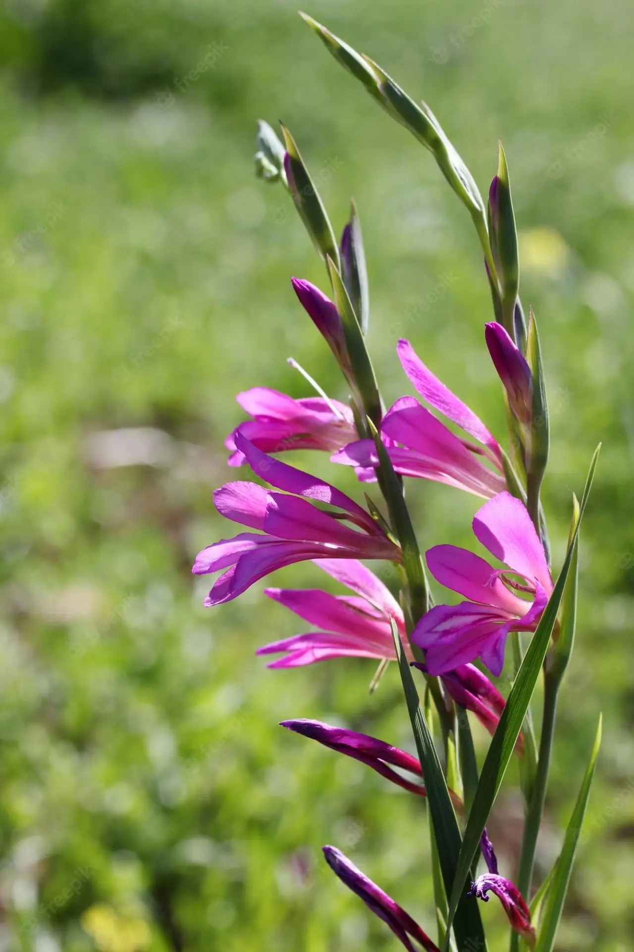 Wild Gladiolus 6